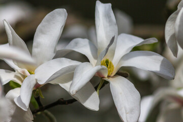 Magnolia bloom in the Kyiv Botanical Garden