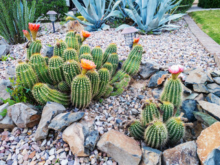 Brightly colorful blooming Hedgehog cacti, Echinocereus, in desert style xeriscaped grounds in Phoenix, AZ