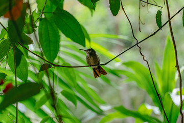 Hummingbird resting on vine in central america 