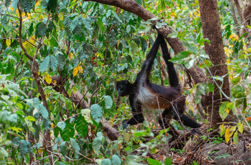 monkey in tree in central America 