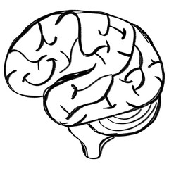 Brain
