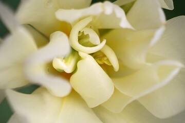 The splendor and vibrant colors of a white tulip; Tulip; closeup photography