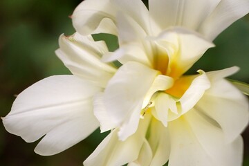 The splendor and vibrant colors of a white tulip; Tulip; closeup photography