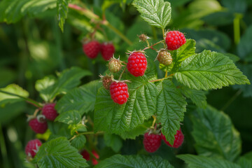 red raspberries growing, juicy and healthy harvest (6)