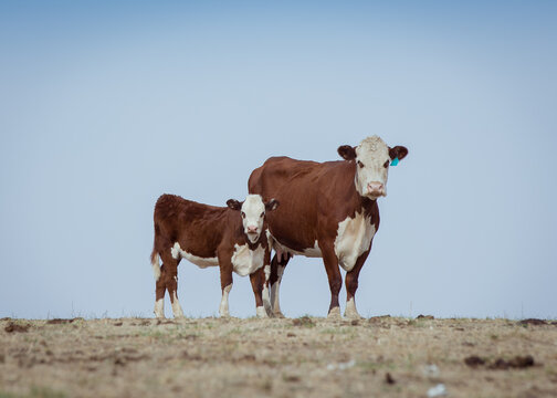 Cow and calf standing together against blue sky