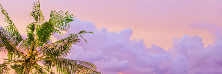 Palm tree leaves at sunset pink violet cloudy sky, green leaves of coconut tree against pastel colored vanilla sky as nature summer landscape, panoramic view, trend scenery, wide banner