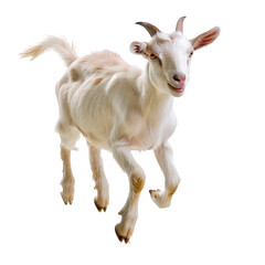 Fototapeta premium Goat. Isolated on transparent background.