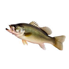 Fototapeta premium Perch. Isolated on transparent background.