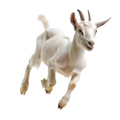 Goat. Isolated on transparent background.