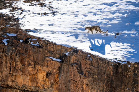Snow Leopard - Panthera uncia, beautiful iconic large cat from Asian high mountians, Himalayas, Spiti Valley, India.