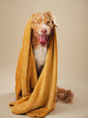 Nova Scotia Duck Tolling Retriever wrapped in a towel yawns, A cozy, humorous moment captured in soft studio light - 779980638