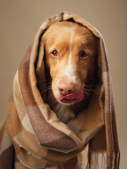  Nova Scotia Duck Tolling Retriever dog draped in a checkered shawl, A playful lick enlivens the...