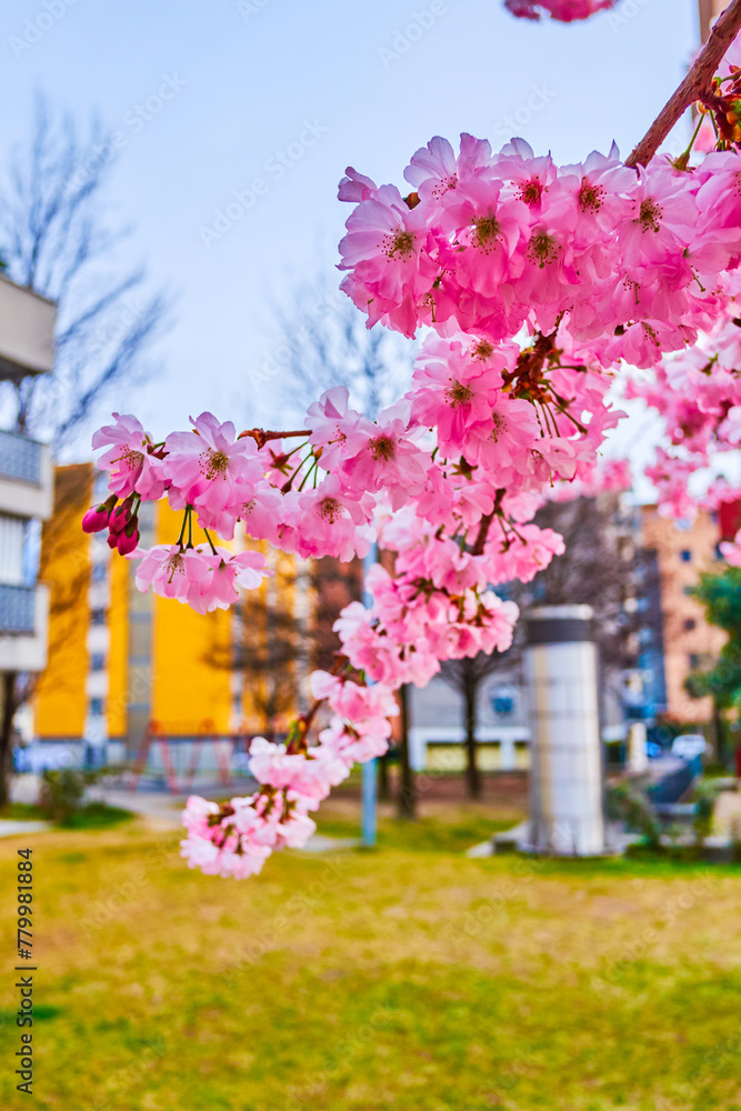 Poster Iconic pink sakura flowers during spring blossom, Lugano, Switzerland