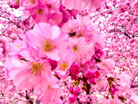 Iconic pink sakura flowers during spring blossom, Lugano, Switzerland