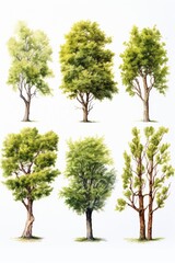 Fototapeta na wymiar trees in white background