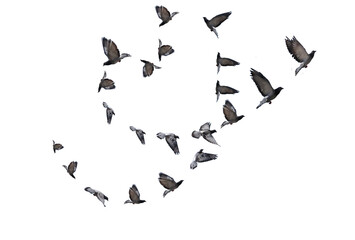 flying birds heart formation of pigeons many  isolated for backgound