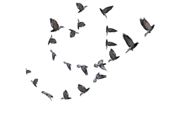 flying birds heart formation of pigeons many  isolated for backgound