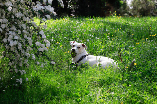 Small dog playing in the middle of the flowery meadow.