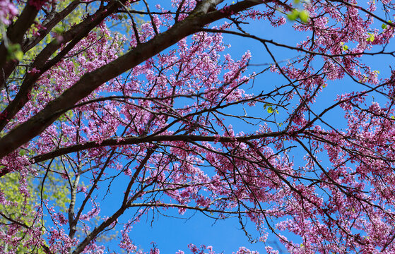 Trees with pink flowers silhouetted against the blue sky in the Villa Borghese park in Rome.