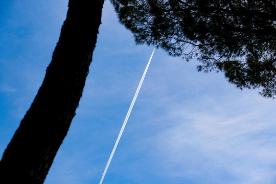 Pine tree seen from below, airplane trail stands out in the blue sky.
