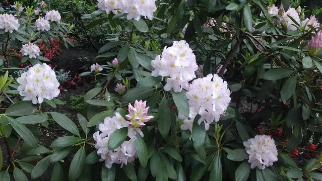 blooming pink rhododendron. bees collect nectar, natural sound