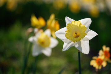 Wiosenne kwiaty, żonkile w parku  © Elżbieta Kaps