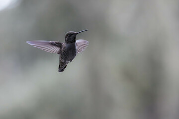 the hummingbird has been enjoying a good flight on the clear day