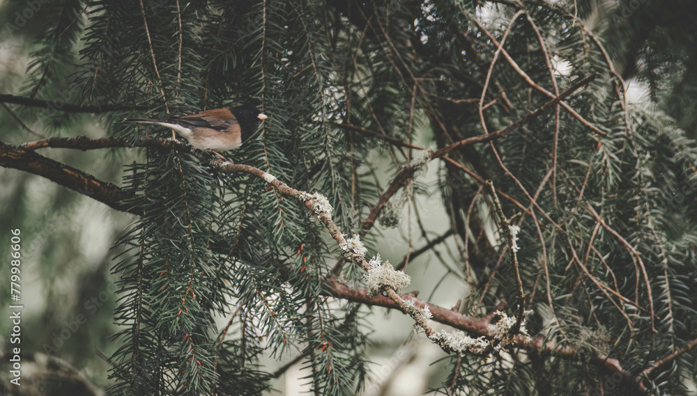 Canvas Prints a bird sitting in a tree branch under a snow covered tree