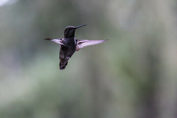 Hummingbird soars above lush green trees in the forest