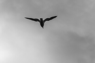 a bird is soaring up into the sky in black and white