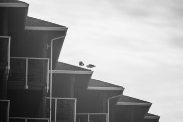a bird perched on top of the railing of a building - Powered by Adobe