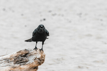 Daw bird perched on a log by water
