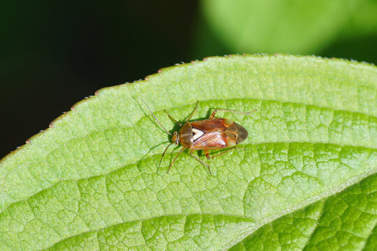Small plantbug Lygus pratensis  Tribe Mirini, subfamily Mirinae, family Plant Bugs Miridae. On a leaf of Weigela florida. Netherlands, Spring, April