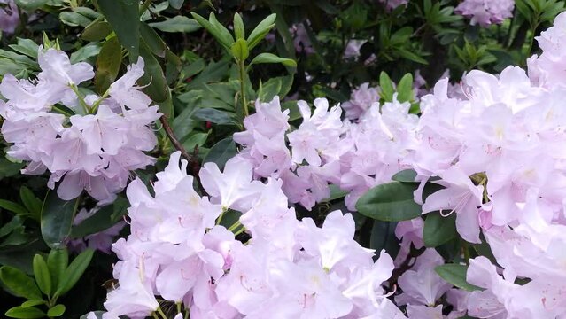 blooming pink rhododendron bush. bees collect nectar from flowers, natural sound