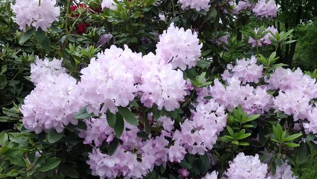blooming pink rhododendron bush. bees collect nectar from flowers, natural sound