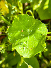 Large drops of rain on the green leaves of nasturtium. - 779988868