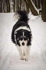Tricolor border collie is running on the field in the snow. He is so fluffy dog.	