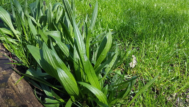 Heilpflanze Spitzwegerich Plantago Lanceolate w&auml;chst im Sonnenschein. 