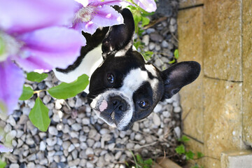 French buldog is sitting in flowers. Adult border collie is in flowers in garden. He has so funny face	
 - obrazy, fototapety, plakaty