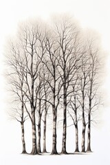 Fototapeta na wymiar trees in white background