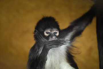 spider monkey (Ateles geoffroyi), also known as the black-handed spider monkey in his zoo habitat