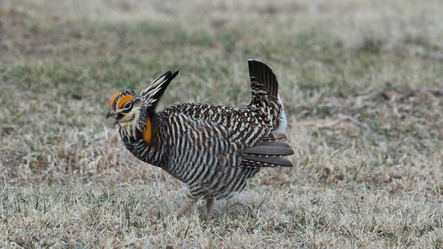 Male Greater Prairie-Chicken doing his mating dance at a lek in Nebraska
