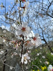 almond tree blossom