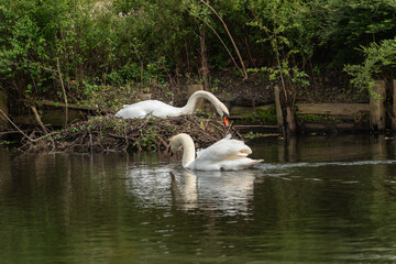 Mute swans (Cygnus olor) build a nest near the shore - 779995409