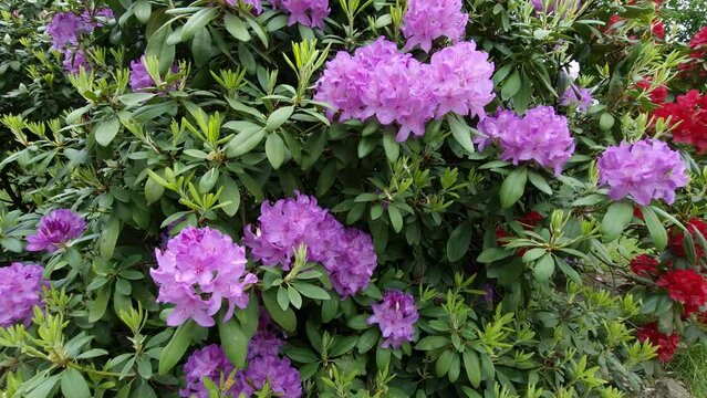 blooming beautiful purple rhododendron garden. Springtime natural azaleas background. natural sound