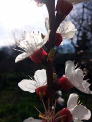 tree blossom - 779997666