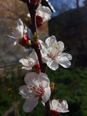 cherry tree blossom - 779998404