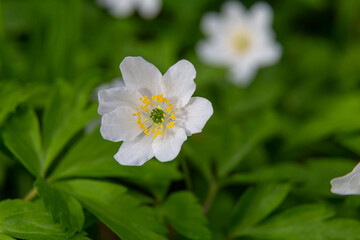 Obraz na płótnie Canvas Blooming wood anemone closeup in spring forest