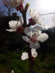 blossom in spring - 780000494