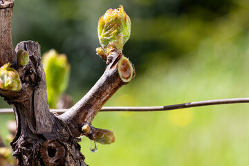 Drop of sap falling from vine branch with young shoots in spring. Sardinia, Italy. Traditional...
